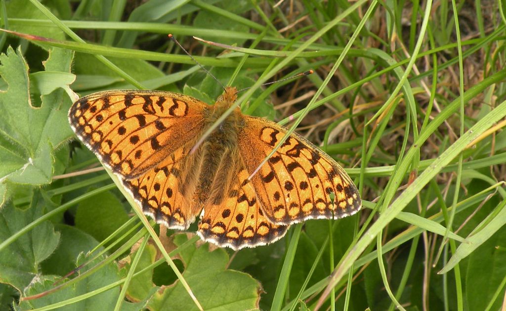 Nymphalinae dal Gran Paradiso